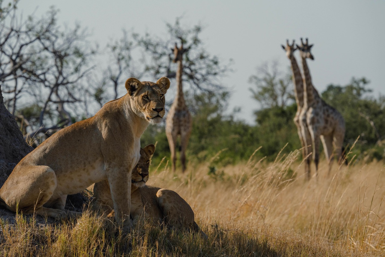 Natural Selection-Okavango Delta Getaway - Image 5
